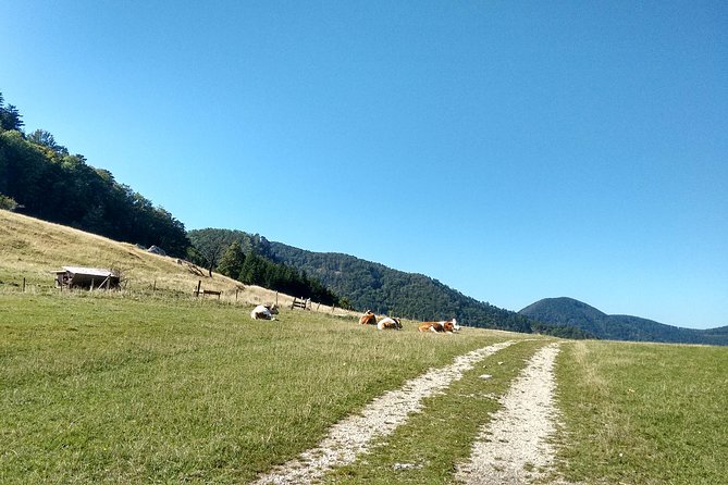 4-Hour Private Alpine Hiking Tour 'Matterhorn of the Prealps' - Leaving Vienna at 8:00 am