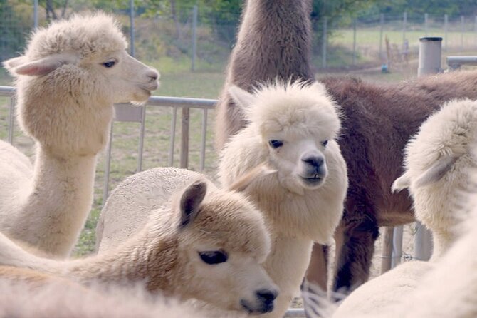 Alpaca and llama hike Moedling near Vienna - Key points to know before booking