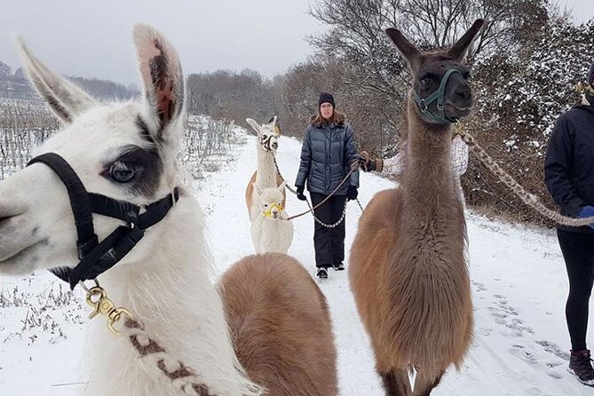 Alpaca and llama hike Moedling near Vienna - A small group, but not a private outing