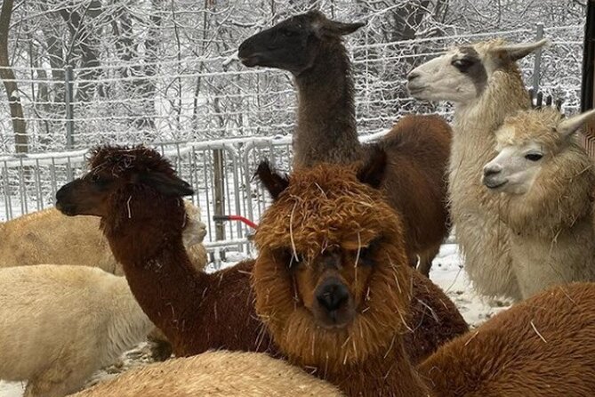 Alpaca and llama hike Moedling near Vienna - Is $60.24 a fair price?