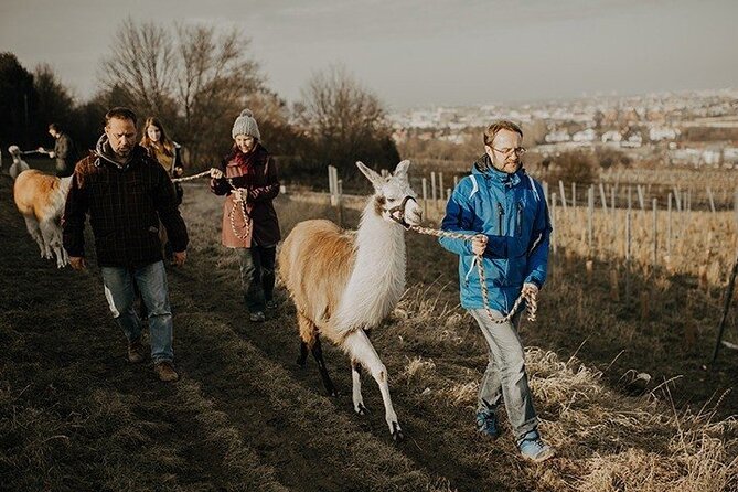 Alpaca and llama hike Moedling near Vienna - Why having one animal matters