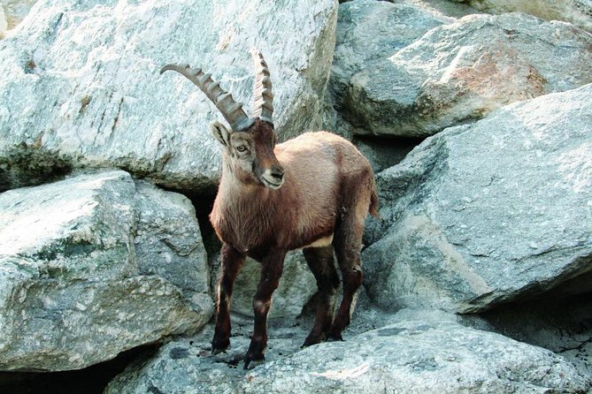 Alpine Zoo Innsbruck and Hungerburg Funicular Combo Ticket - Key points before you go
