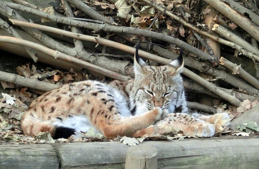 Combi Entrance Ticket to Alpine Zoo and Hungerburg - Key points to know before you go