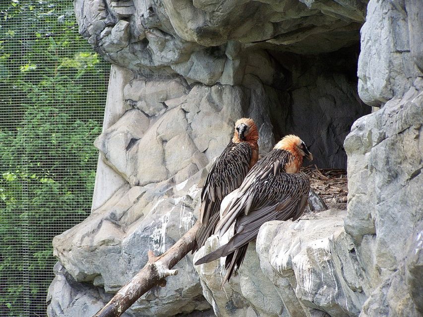 Combi Entrance Ticket to Alpine Zoo and Hungerburg - The experience for adults without children