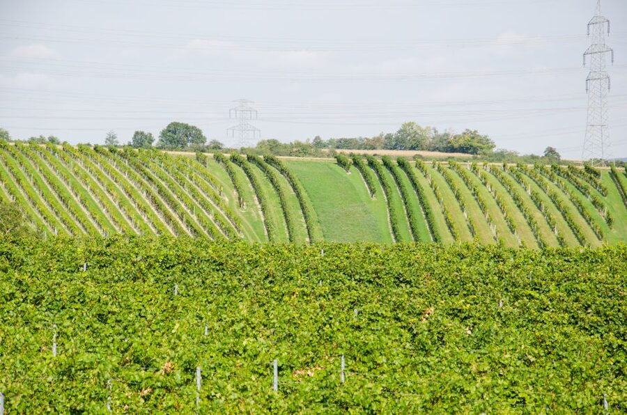 From Vienna: Half-day Countryside Wine Tour with Meal - Who will enjoy this wine tour most