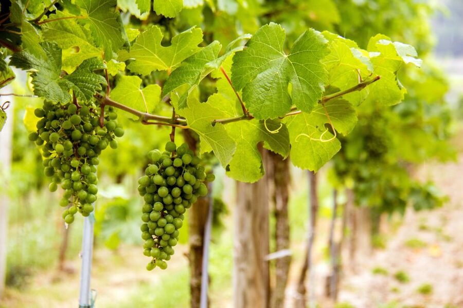 Grape Grazing: Wachau Valley Winery Biking Tour - Wine tasting with family producers and Domäne Wachau