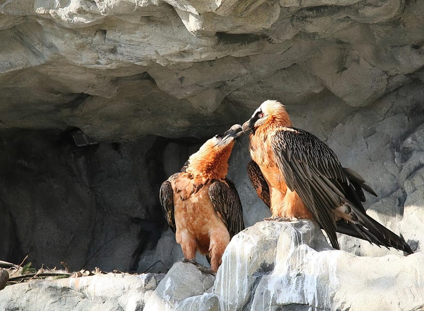 Innsbruck: Alpenzoo Entrance Ticket - How long to stay and what to bring