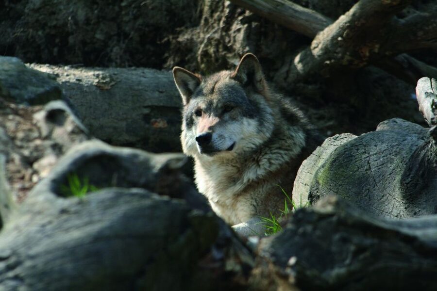 Innsbruck: Alpenzoo & Top of Innsbruck Combination Ticket - How much value do you get for $71?
