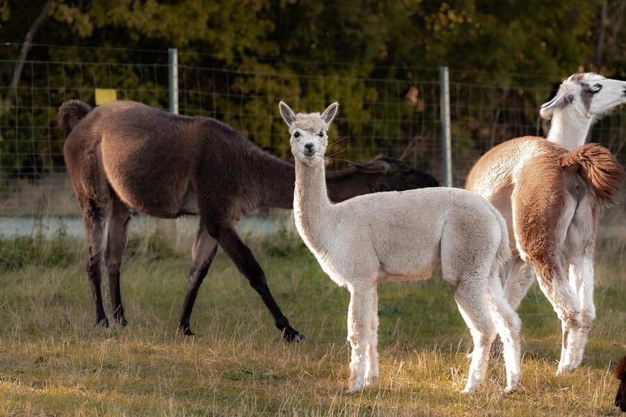Mödling/Vienna: Scenic Guided Hike with Alpacas and Llamas - Why this Mödling walk feels different