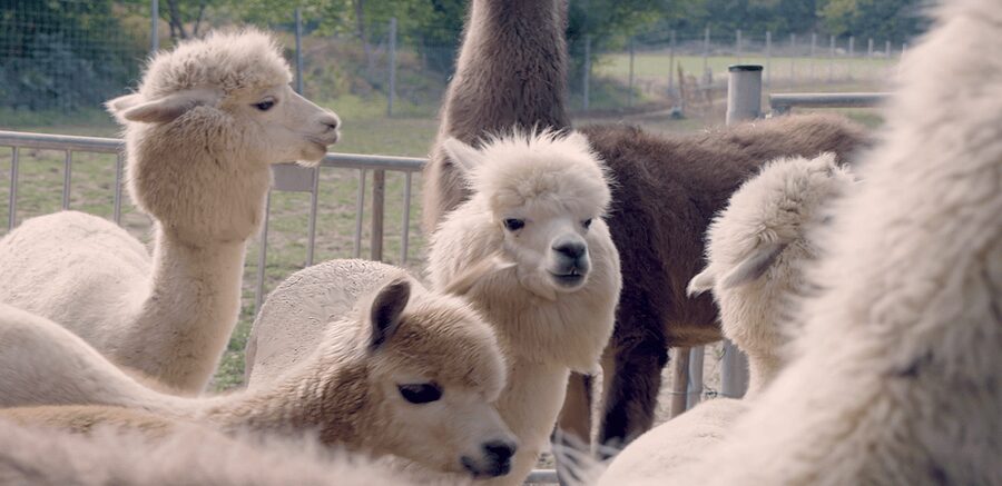 Mödling/Vienna: Scenic Guided Hike with Alpacas and Llamas - Meeting the animals at the farm