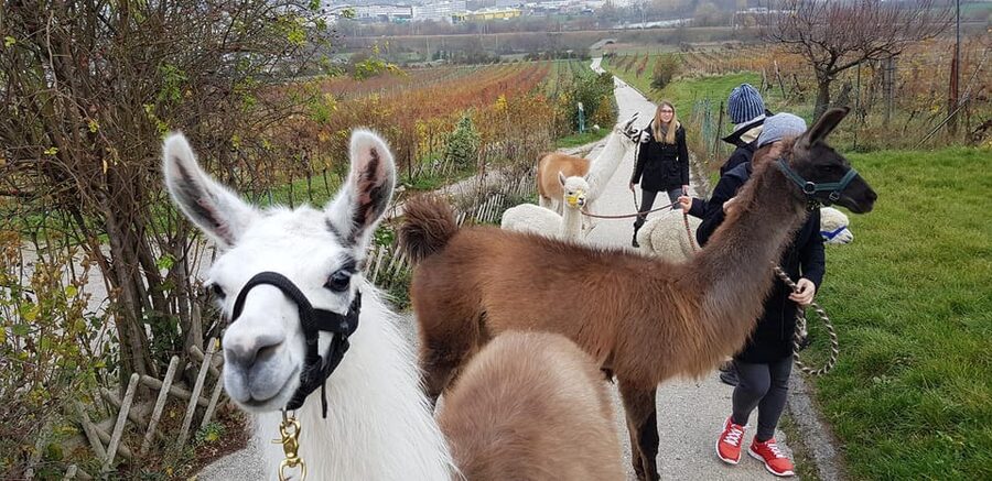 Mödling/Vienna: Scenic Guided Hike with Alpacas and Llamas - The halfway break and photo stop