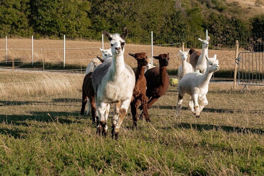 Mödling/Vienna: Scenic Guided Hike with Alpacas and Llamas - What the $58 price really buys
