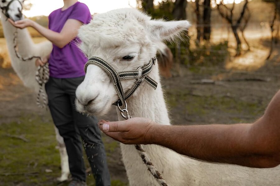 Mödling/Vienna: Scenic Guided Hike with Alpacas and Llamas - Getting from Vienna to the farm