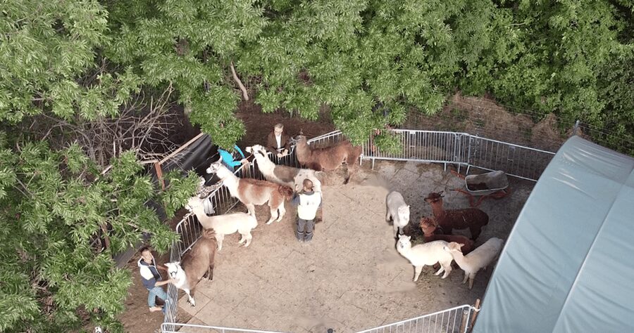 Mödling/Vienna: Scenic Guided Hike with Alpacas and Llamas - The animal care question