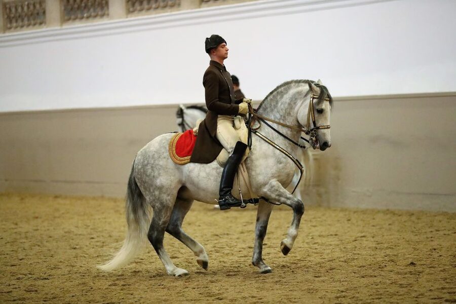 Performance Of The Lipizzans At Spanish Riding School - Key points to know before you book