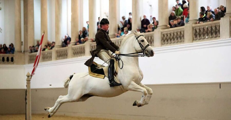 Performance Of The Lipizzans At Spanish Riding School - Why the Spanish Riding School feels different from a normal horse show