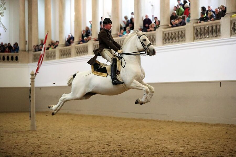 Performance Of The Lipizzans At Spanish Riding School - Watching the Lipizzans at different stages of training