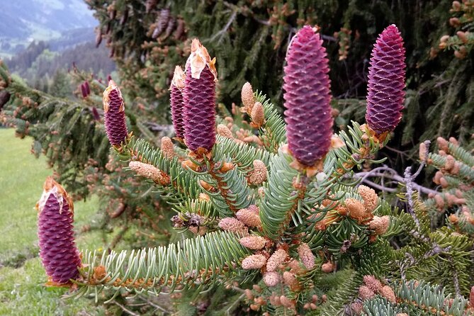 Power of Trees Private Tasting Tour - Is $232.71 a fair price for five people?