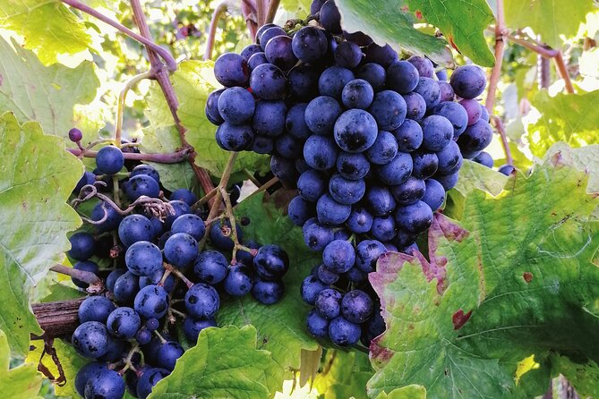 Private Vienna Woods Wine Tour - What the $960.07 group price really means