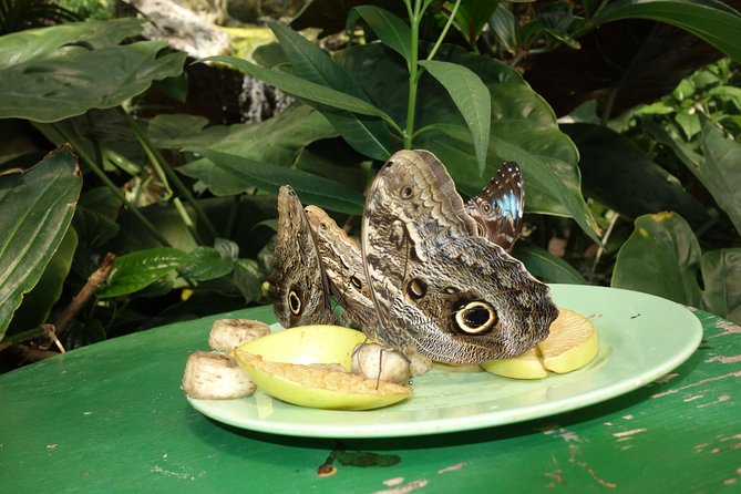 Schmetterlinghaus - Imperial Butterfly House Vienna Admission Ticket - Who will enjoy this Vienna stop