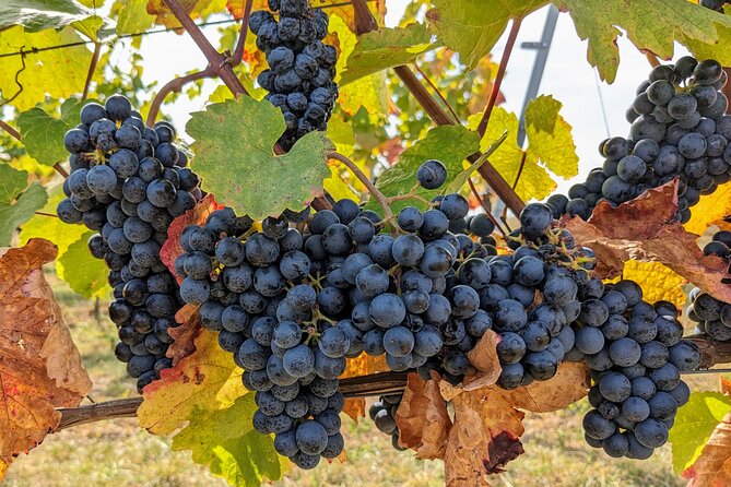 Small-group Vienna Wine Tour - Meeting at Tegetthoff-Denkmal at 2:30 pm