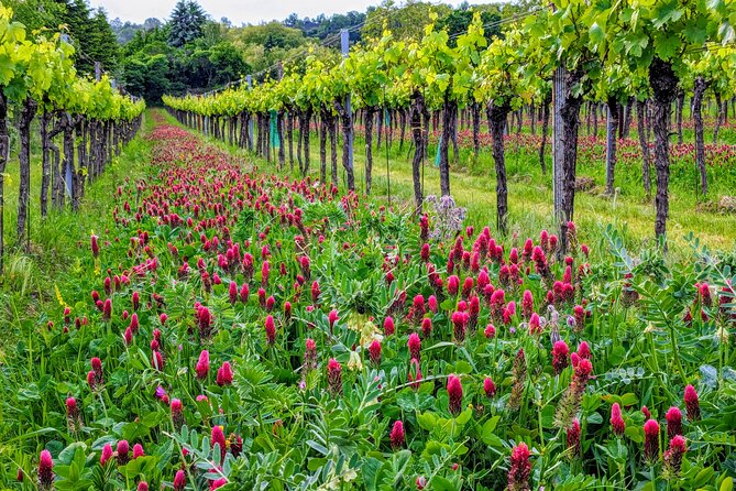 Small-group Vienna Wine Tour - What the guide adds to the tasting
