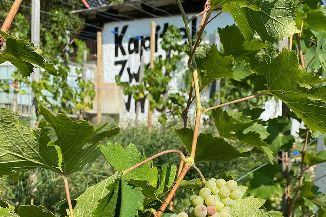 Taste and Tour Small Organic Wineries with a Winemaker - Key points at a glance