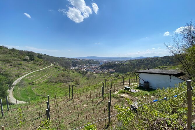 Taste and Tour Small Organic Wineries with a Winemaker - Why this tour feels different from a standard tasting