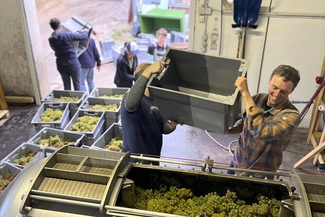 Taste and Tour Small Organic Wineries with a Winemaker - First stop: Chris’s own vineyard and a hands-on look at the vines
