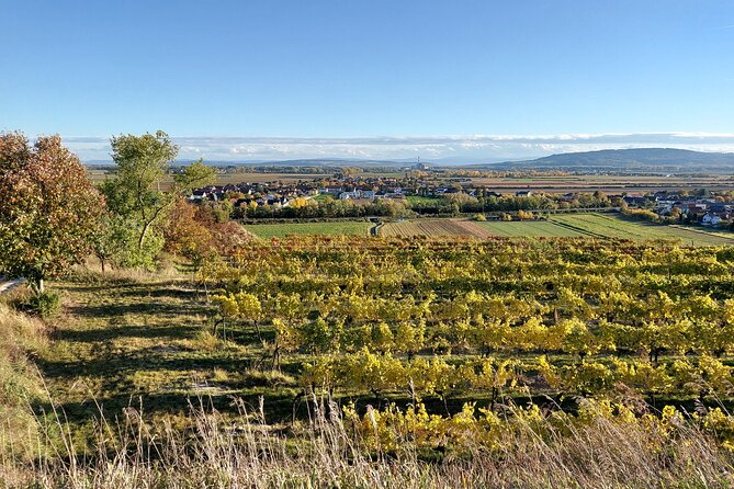 Taste and Tour Small Organic Wineries with a Winemaker - Second and third stops: small cellars with different personalities