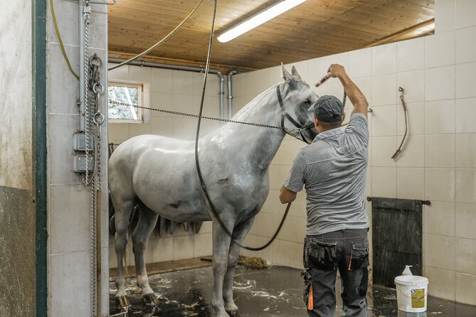 Vienna Horse-drawn Carriage Guided Tour - Why the stable visit matters more than the carriage ride