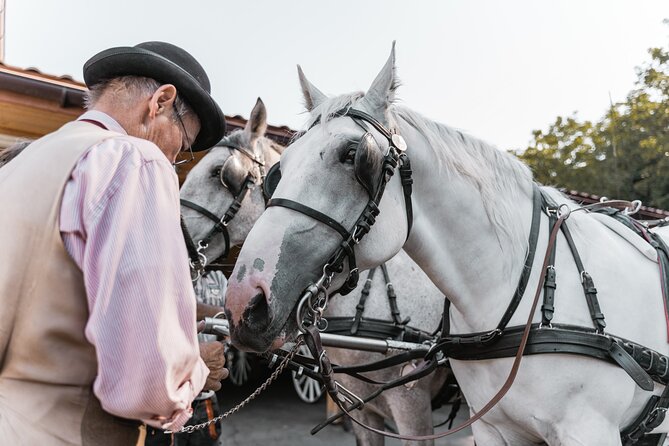 Vienna Horse-drawn Carriage Guided Tour - The animal-care question