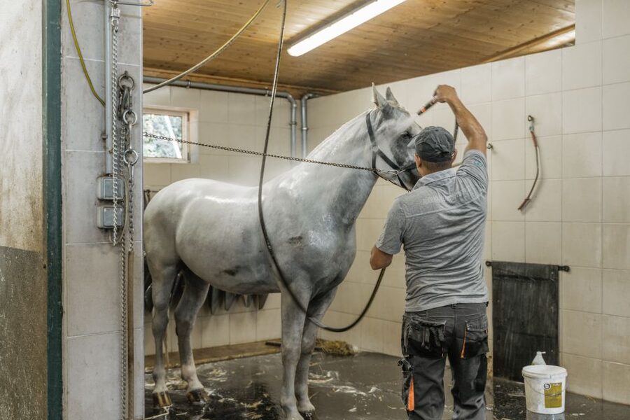 Vienna: Secrets of the Fiaker & Horse-Drawn Carriage Ride - What you learn about horse care