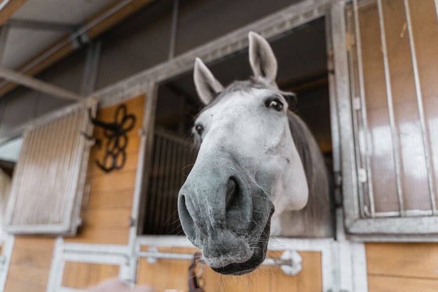 Vienna: Secrets of the Fiaker & Horse-Drawn Carriage Ride - The one-hour ride from St. Marx to central Vienna