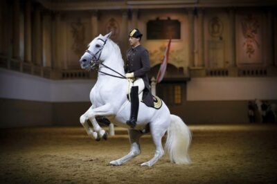 Spanish Riding School 45-Minute Performance Show