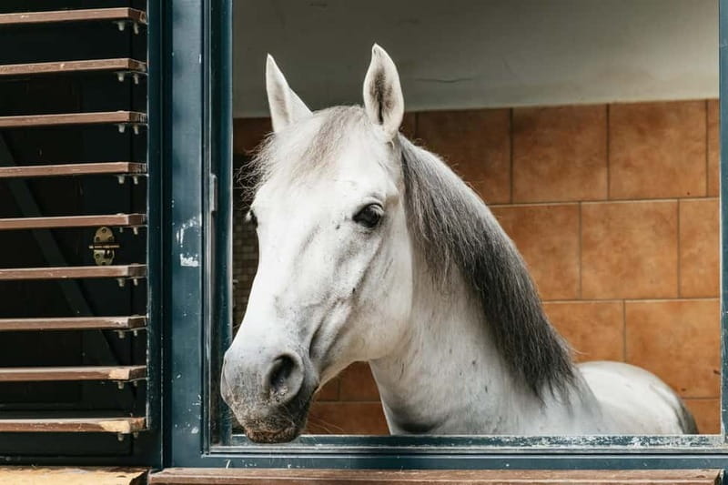 Vienna: Spanish Riding School Guided Architectural Tour - Climbing the 150 steps to the attic