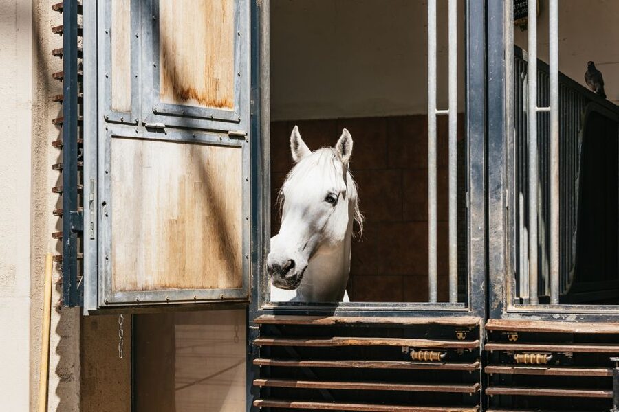 Vienna Spanish Riding School Guided Tour - What the guides add to the experience