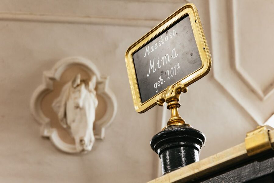 Vienna Spanish Riding School Guided Tour - How the tour compares with a performance