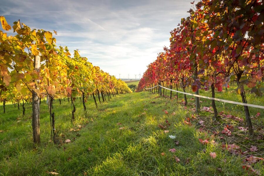 Vienna: Vienna Woods Tour with Underground Lake and Wine - Seegrotte Hinterbrühl, a lake beneath the ground