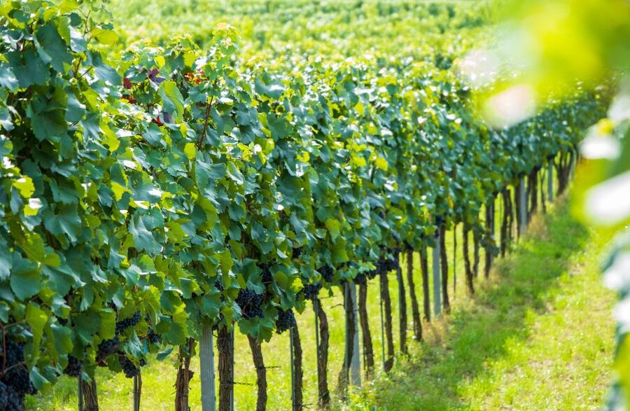 Vienna: Wachau Valley Private Kayak and Wine Tour - Who should book this Wachau day trip?