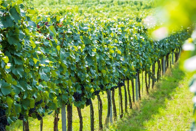 Wachau Valley Kayak & Wine Tour - Spitz, Where the Wine Portion Begins