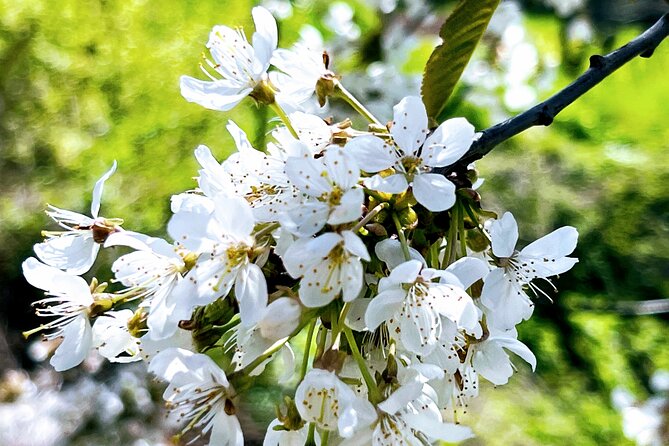 Wachau World Heritage Hike - Who will enjoy this hike most